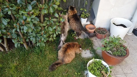 Three long haired cats of siberian breed in a garden Vídeo Stock 125241370