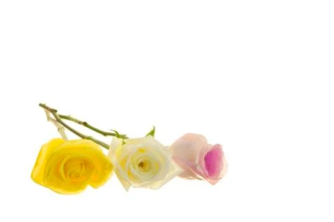 Three Long-stem Roses Stock Photos