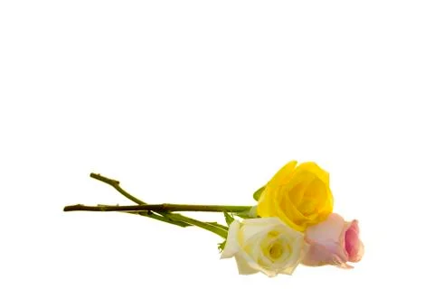 Three Long-stem Roses Stock Photos