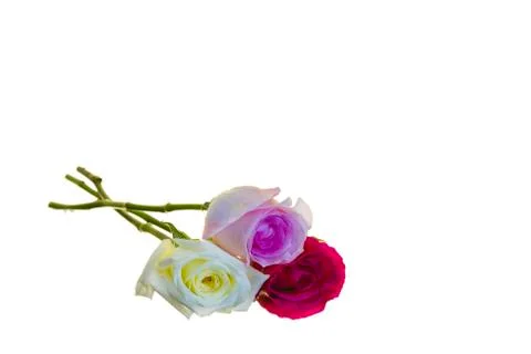 Three Long-stem Roses Stock Photos