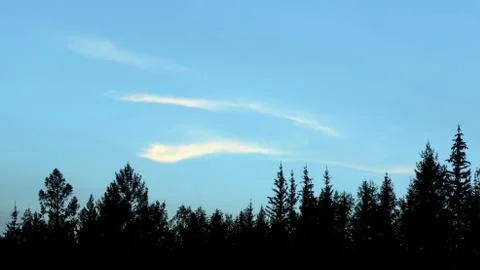 Three long strokes of clouds in the blue sky at sunset over the treetops of t Stock-Fotos
