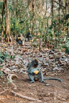 Three long tailed grey monkeys sitting in the woods and eating fresh corns, U Stock Photos