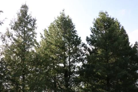Three long trees isolated nice background Stock Photos