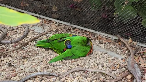 Three lorikeets huddle close together on the ground Video stock 277992463
