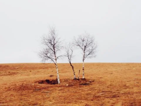 Three low bare birch trees grow in an autumn field among dry grass on a cloudy Stock Photos