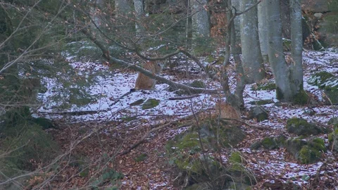 Three lynxes resting in the Bavarian Forest Stock-Footage 127551631