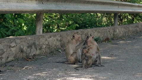 Three macaque monkeys grooming each other by a roadside Stock Footage 296858370