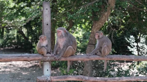 Three macaque monkeys sitting in a row on a rustic log fence outdoors 스톡 동영상 340206759