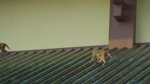 Three Macaque Monkeys Walking on Green Tiled Roof Stock Footage 343409025
