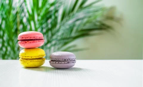 Three macaroons cookies on a light background with a palm tree at the back. Copy Stock Photos