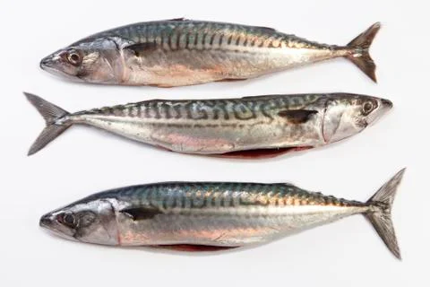 Three Mackerel fish Stock Photos