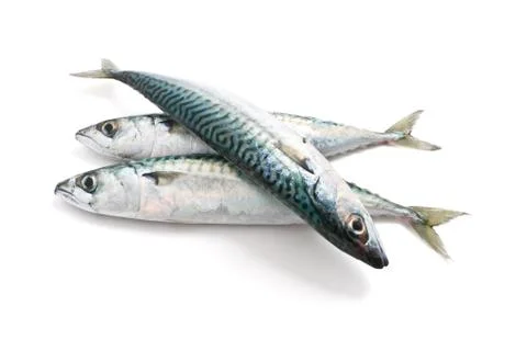 Three mackerel Stock Photos