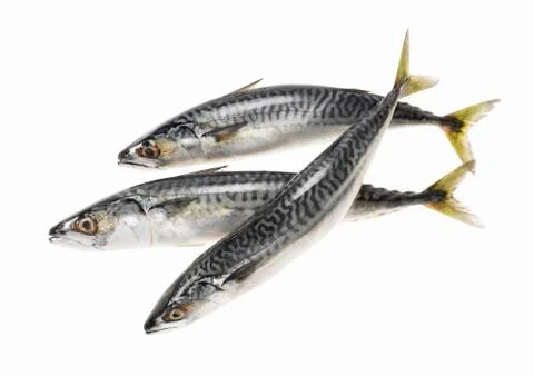 Three mackerel Stock Photos