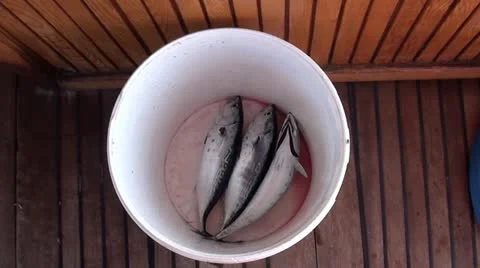 Three mackerels in a bucket Stock Footage 12360580