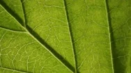 Three Macro Green Leaf Texture Natural Background Transitions Stock Footage