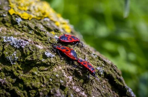 A three macro insect Fire bug mating in spring three macro insect Fire bug... Stock Photos