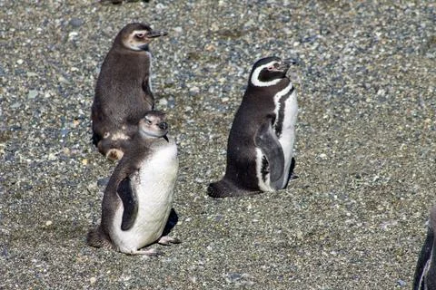 Three Magellanic penguins stand on a pebble shore Stock Photos