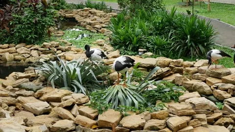 Three Magpie Goose Lick himself on a nature environment. Green leaf and rock Stock Footage 268567712