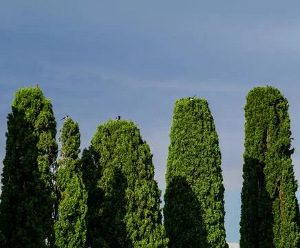 Three magpie posed Foto stock