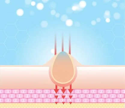 Three main layer of the human skin. skin aging stages diagrams. Illustrazione stock