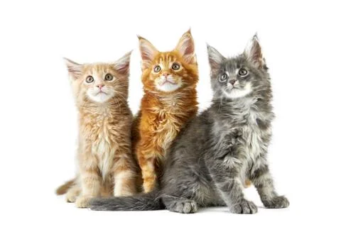 Three maine coon kittens Stock Photos