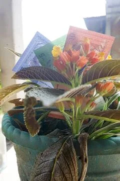 Three Malaysian ringgit notes on a chrysothemis pulchella flower Stock Photos