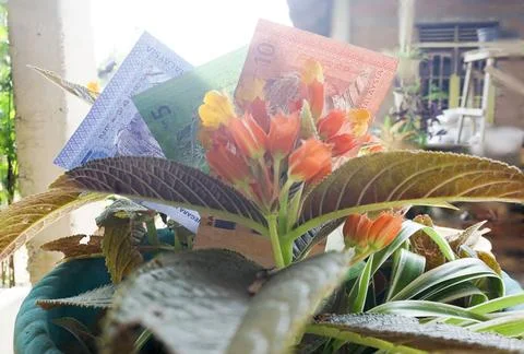 Three Malaysian ringgit notes on a chrysothemis pulchella flower Stock Photos