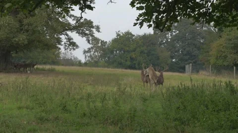 Three Male Deer Playing, one trying to penetrate the other Stock Footage 43254075