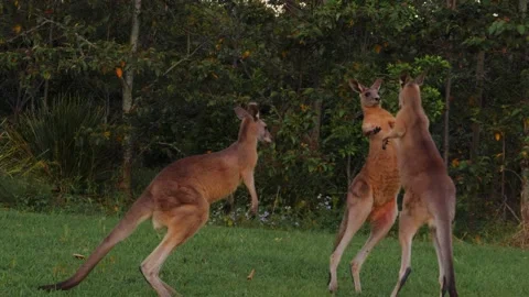 Three Male Eastern Grey Kangaroos Fighting On The Grassland - Vicious Stock Footage 141709003
