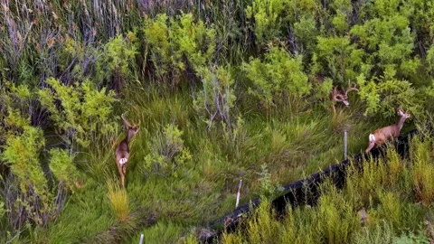 Three Male Mule Deer Bucks With Velvet Antlers Walking Through Dense Green Stock Footage 345991899