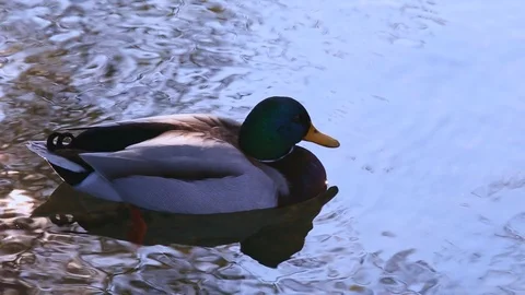 Three Mallard Ducks calmly floating on the water with sun reflections close up Stock Footage 119872852