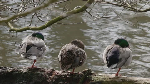 Three mallard ducks each perched on one leg next to a lake in spring. 4K tripod Stock Footage 177094440