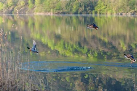 Three mallard ducks flying over calm lake water Stock Photos