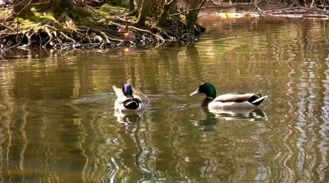 Three mallard ducks Video stock 280297