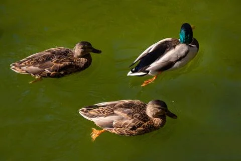 Three Mallard ducks Foto stock