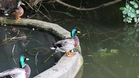 Three mallard ducks resting near a pond Stock Footage 337639140