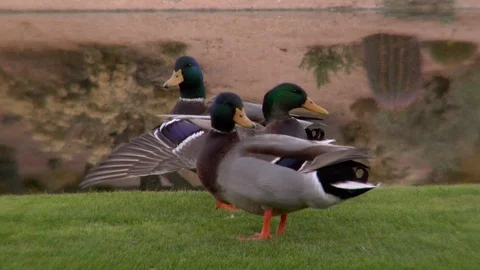 Three mallard ducks stetching preening nature wildlife Stock Footage 125275613