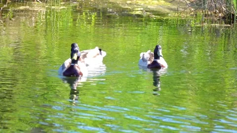 Three mallard ducks swim in a small pond in a summer city park. Stock Footage 142262928
