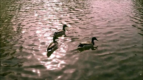 Three mallard ducks swimming away Stock Footage 77863970