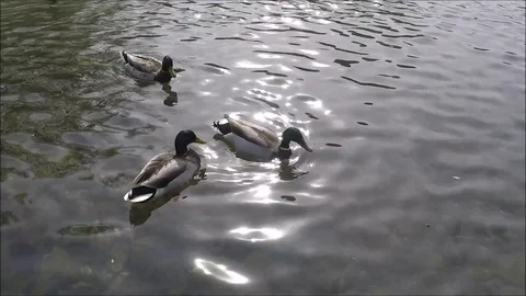 Three mallard ducks swimming Stock Footage 77863965