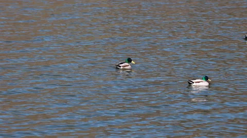 Three Mallard Ducks Swimming Gracefully on a Lake with Camera Following Their Mo Stock Footage 305828864