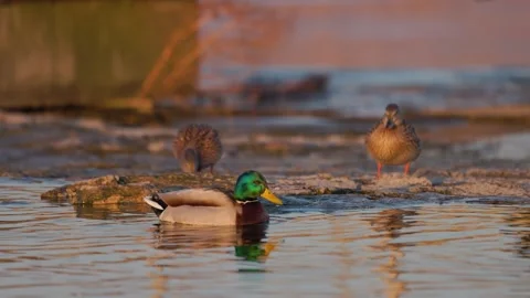 Three mallards near water two stand on rocky edge, one swims calmly in warm. 스톡 동영상 323485042