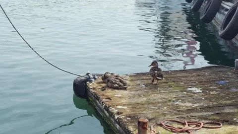 Three mallards resting on a wooden floating platform near the side of the sh Stock Footage 274110670