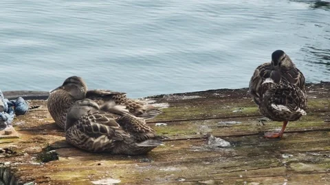 Three mallards resting on a wooden floating platform in the port, close-up 스톡 동영상 274110671