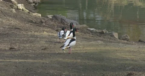Three Mallards Walking to Lake Water Wild Ducks Drakes Nearby Pond Green and Video stock 61901635