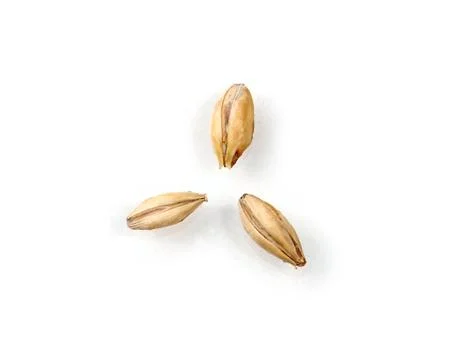 Three Malted Barley Kernels on a White Background Stock Photos