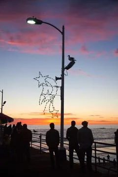 "Three Man and a Bird on a Light Pole", Santa Monica, California, USA, 2010 Stock Photos