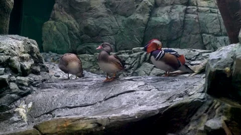 Three mandarin ducks standing on a rocky surface. One male shows vibrant pl.. Stock Footage 328713652