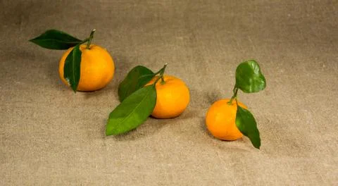 Three mandarin with leaves Stock Photos