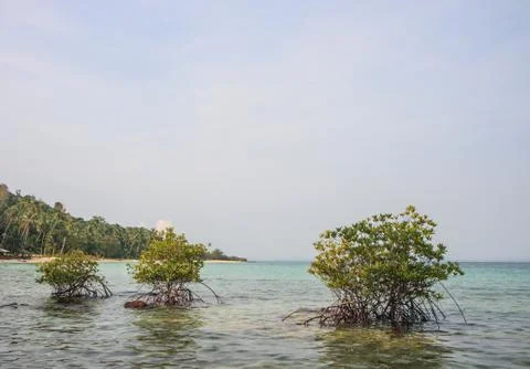 Three mangrove Stock Photos